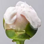 Ab-11271.webp
