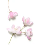 Ab-14505.webp