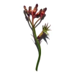 Ab-26892.webp