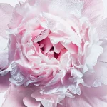 Ab-29013.webp