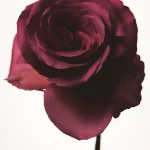 Ab-31789.webp