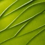 Ab-3298.webp