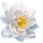 Ab-34846.webp