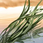 Ab-35168.webp