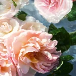 Ab-37322.webp