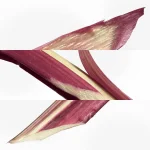 Ab-37409.webp