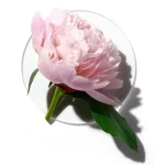 Ab-54256.webp